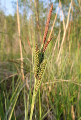 Carex elata