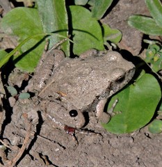 Physalaemus