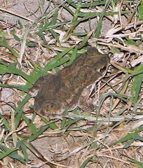 Rhinella major