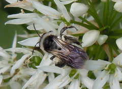 Andrena danuvia