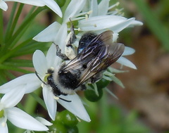 Andrena danuvia