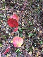 Viburnum ellipticum