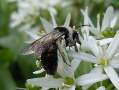Andrena danuvia