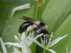 Andrena danuvia