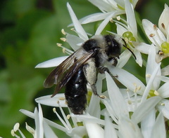 Andrena danuvia