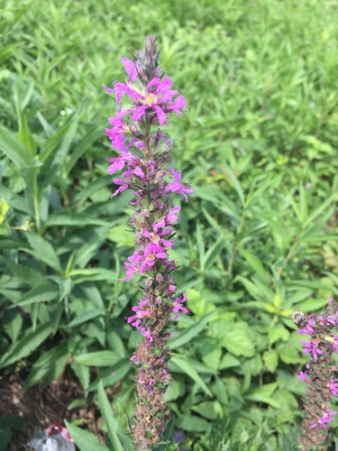 Purpurna vrbica (Lythrum salicaria)
