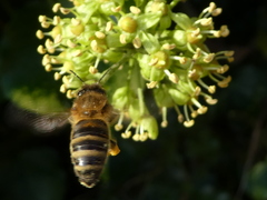 Apis mellifera
