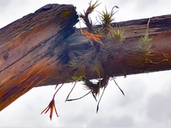 Tillandsia tricholepis