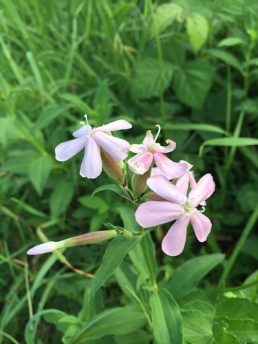 Ljekovita sapunjača (Saponaria officinalis)