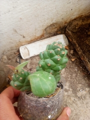 Euphorbia ritchiei