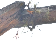 Tillandsia tricholepis