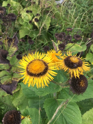 telekia ozdobná (Telekia speciosa)