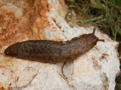 Sarasinula linguaeformis
