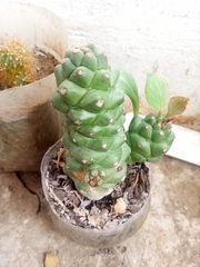 Euphorbia ritchiei