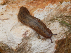Sarasinula linguaeformis
