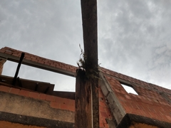 Tillandsia tricholepis