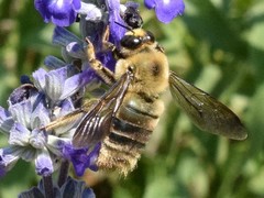 Xylocopa virginica texana