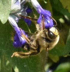 Xylocopa virginica texana