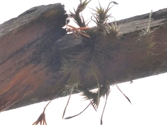 Tillandsia tricholepis