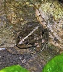 Pleurodema bufoninum