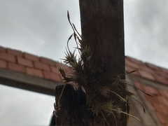 Tillandsia tricholepis