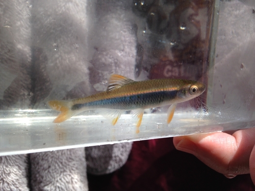 Tricolor shiner (Cyprinella trichroistia) — Cyprinidae — 5