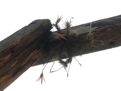 Tillandsia tricholepis