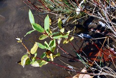 Salix myricoides