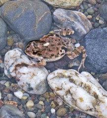 Pleurodema bufoninum