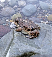 Pleurodema bufoninum