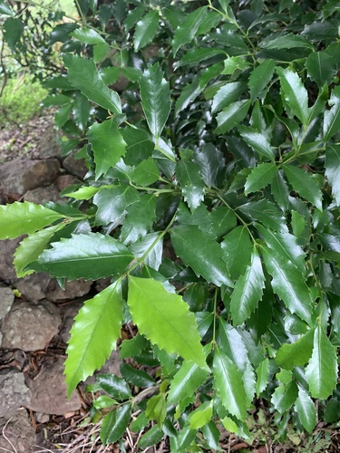 Illawara socketwood (Daphnandra johnsonii)