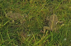 Atelognathus reverberii