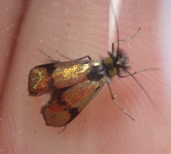 Nemophora albiciliellus