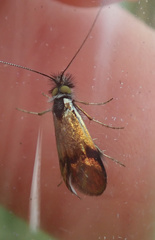 Nemophora albiciliellus