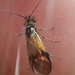 Nemophora albiciliellus - Photo (c) Benoit NABHOLZ, some rights reserved (CC BY-SA), uploaded by Benoit NABHOLZ