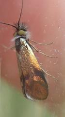 Nemophora albiciliellus