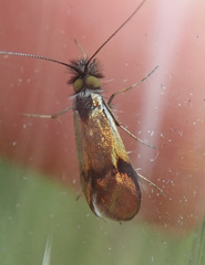 Nemophora albiciliellus