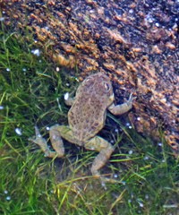 Atelognathus reverberii