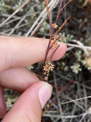 Polygonella articulata