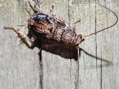 Parellipsidion latipenne