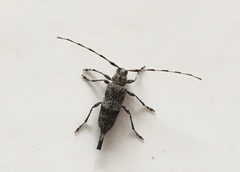 Acanthocinus griseus