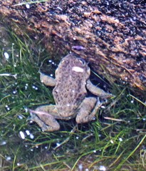 Atelognathus reverberii