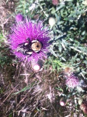 Bombus