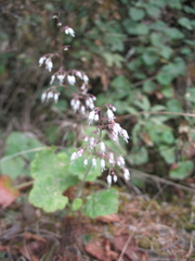 Heuchera longipetala orizabensis