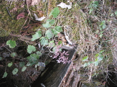 Heuchera longipetala orizabensis