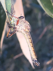 Dolopus simulans