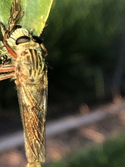 Dolopus simulans