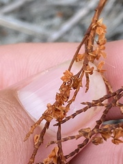 Polygonella articulata