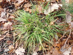 Carex pilulifera