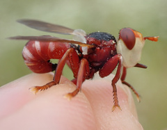 Myopa dorsalis